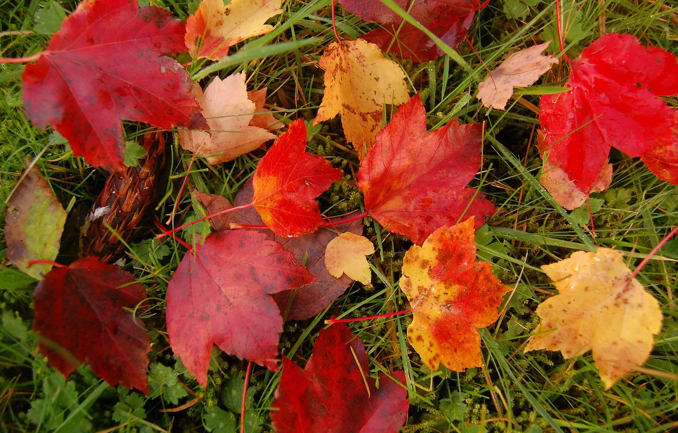 Photo wallpaper autumn, grass, leaves, macro