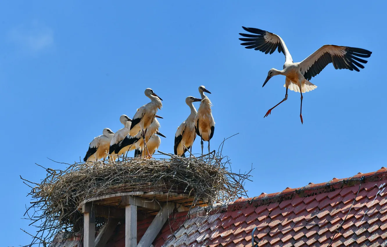 Photo wallpaper roof, birds, house, socket, white stork