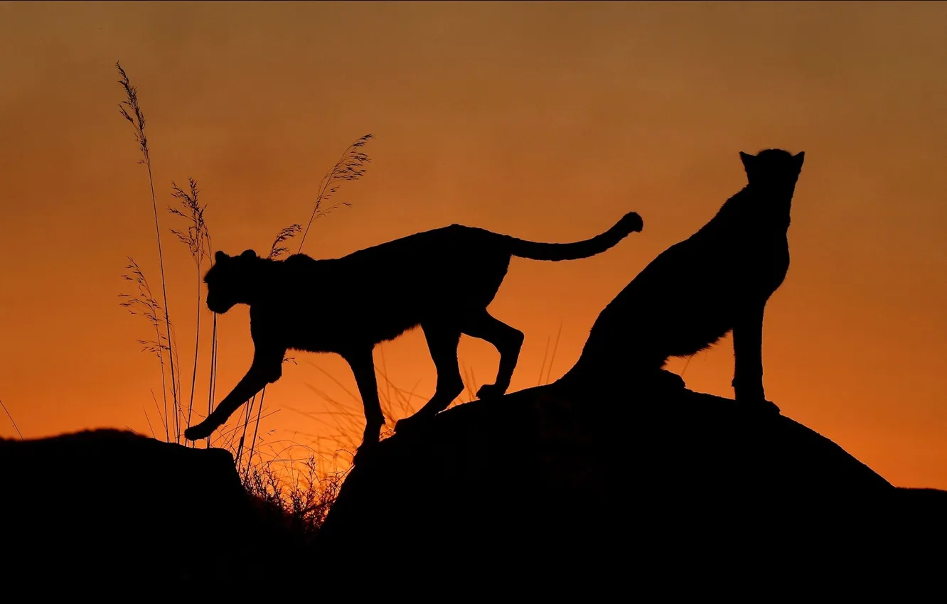 Photo wallpaper night, two, cats, shilouette