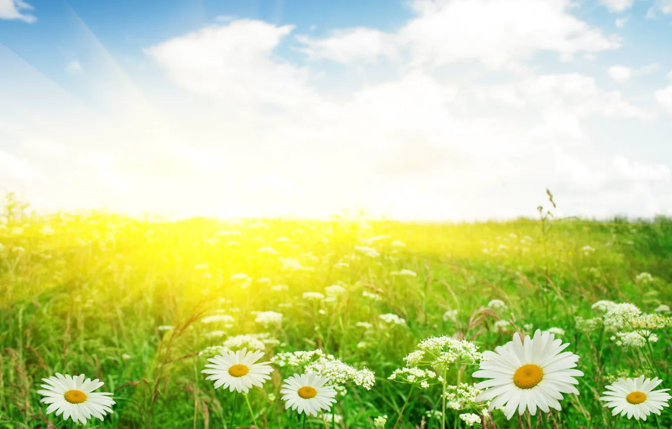 Photo wallpaper field, macro, flowers, chamomile, garden, Daisy