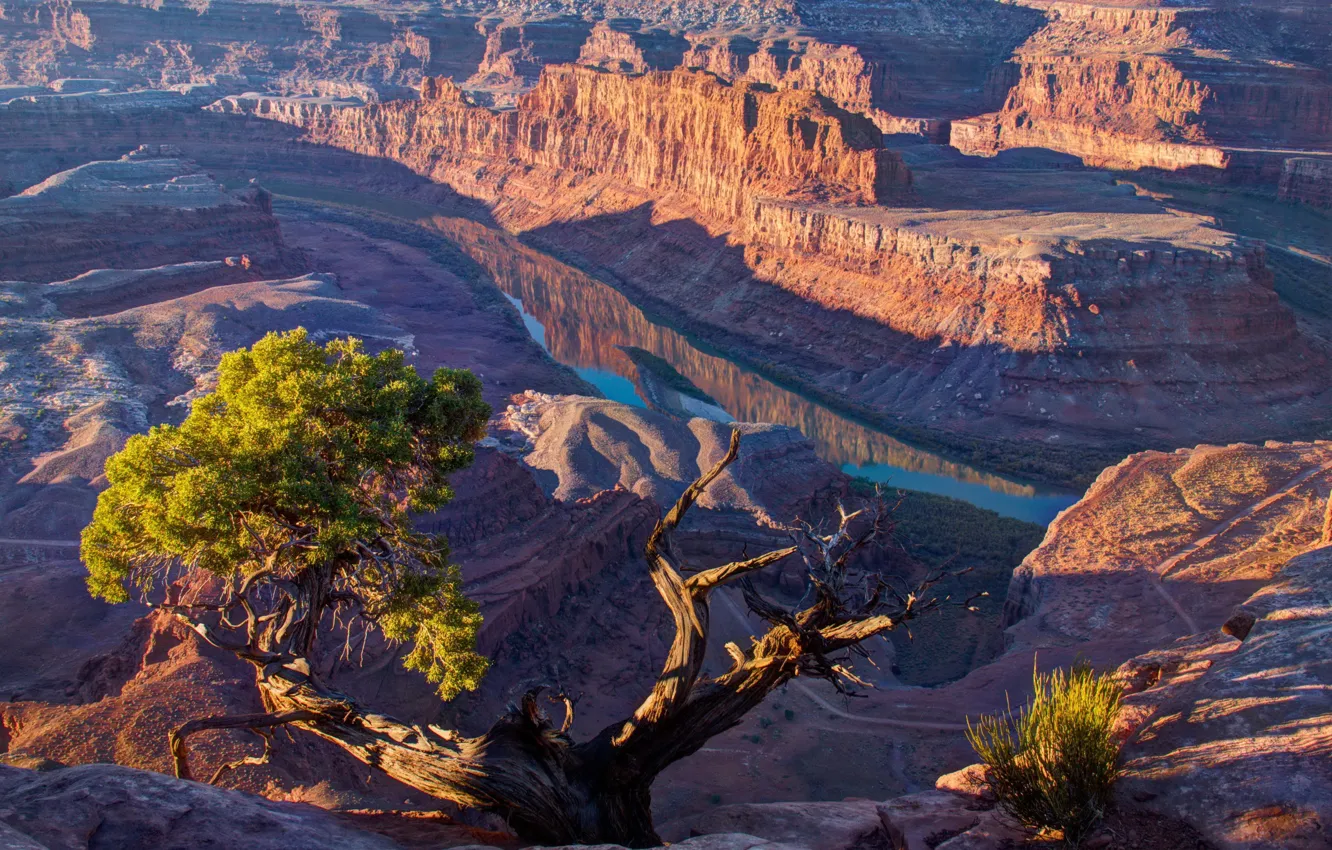 Photo wallpaper light, river, tree, Mountains, canyon, USA, Utah, solar