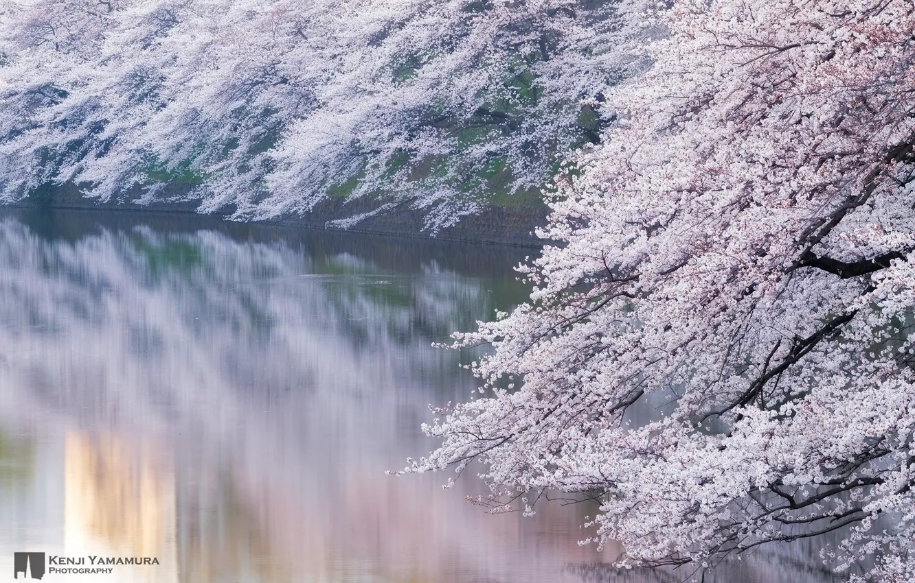 Photo wallpaper river, branch, Japan, Sakura, photographer, blooms, Kenji Yamamura