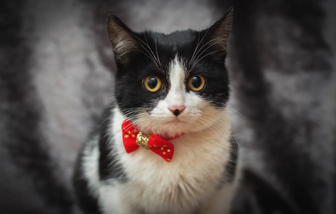 Photo wallpaper cat, cat, portrait, black and white