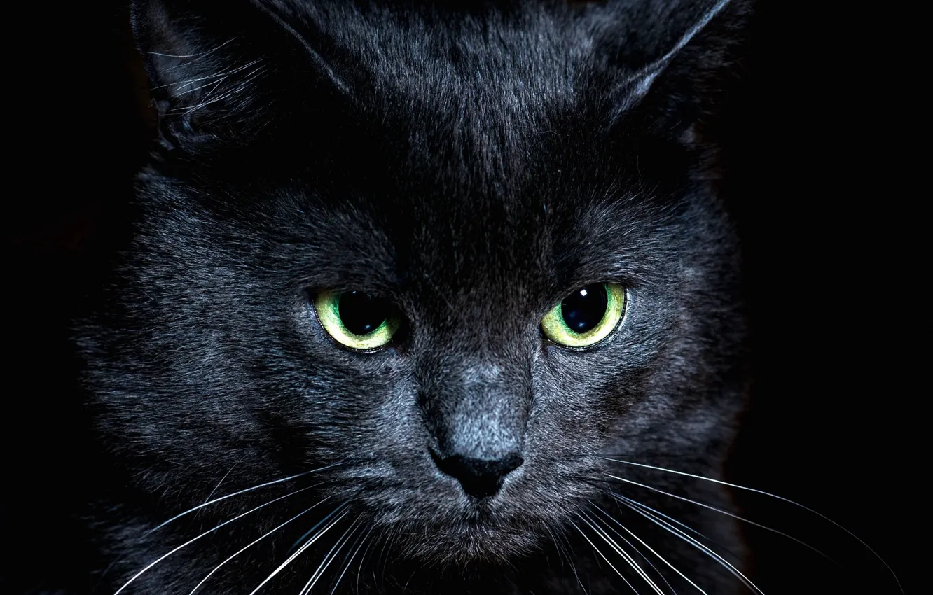 Photo wallpaper cat, look, black
