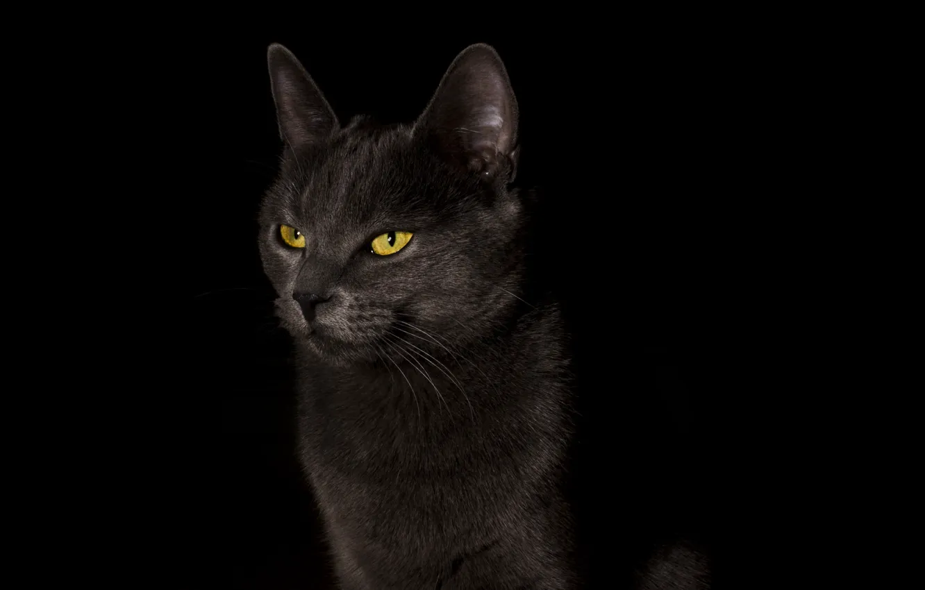 Photo wallpaper cat, cat, background, widescreen, Wallpaper, wallpaper, black background, black