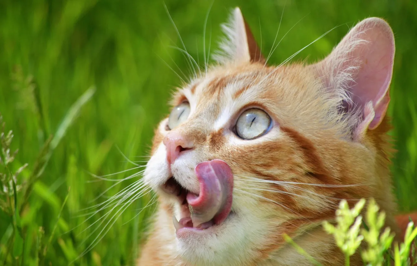 Photo wallpaper language, cat, cat, look, red, looking up