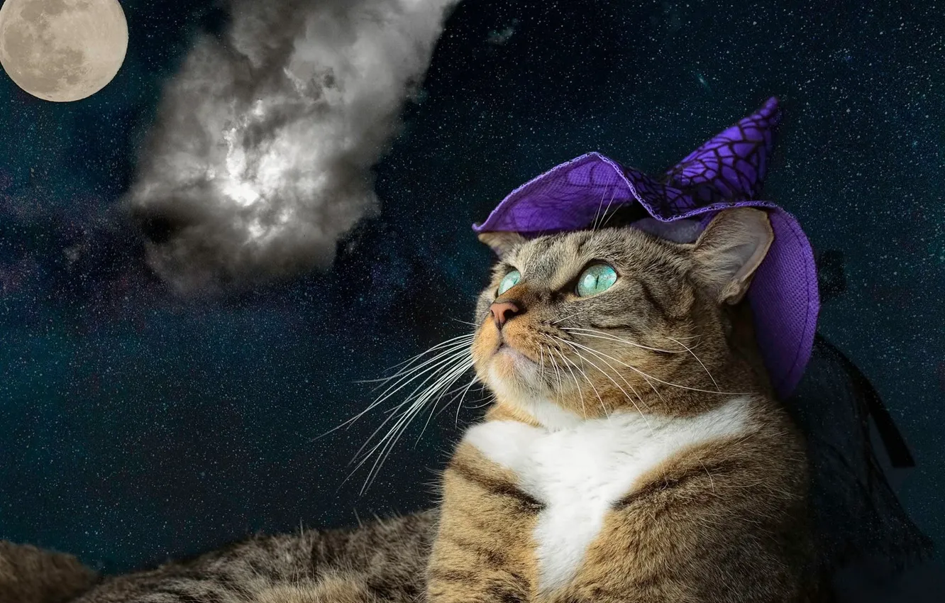 Photo wallpaper cat, purple, cat, look, face, space, clouds, night