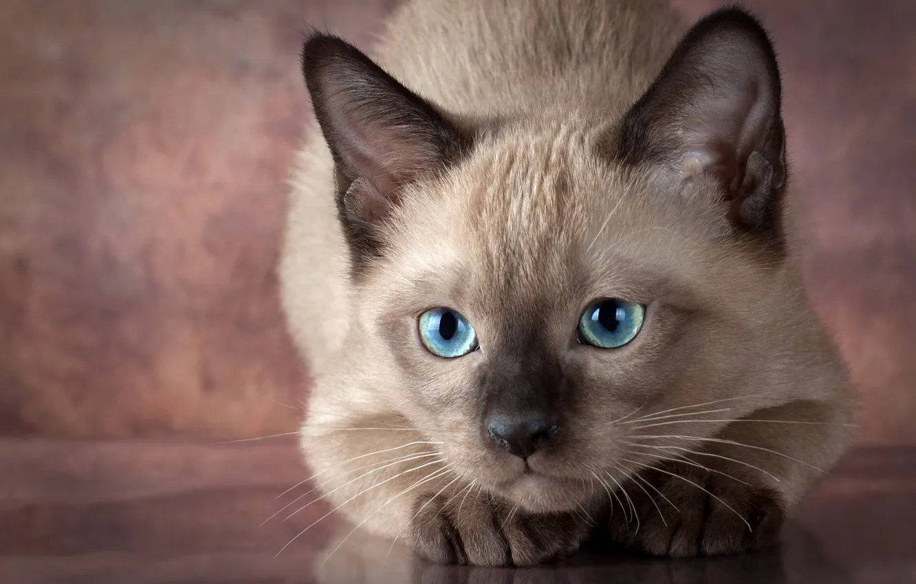 Photo wallpaper cat, look, pose, grey, portrait, muzzle, kitty, blue eyes