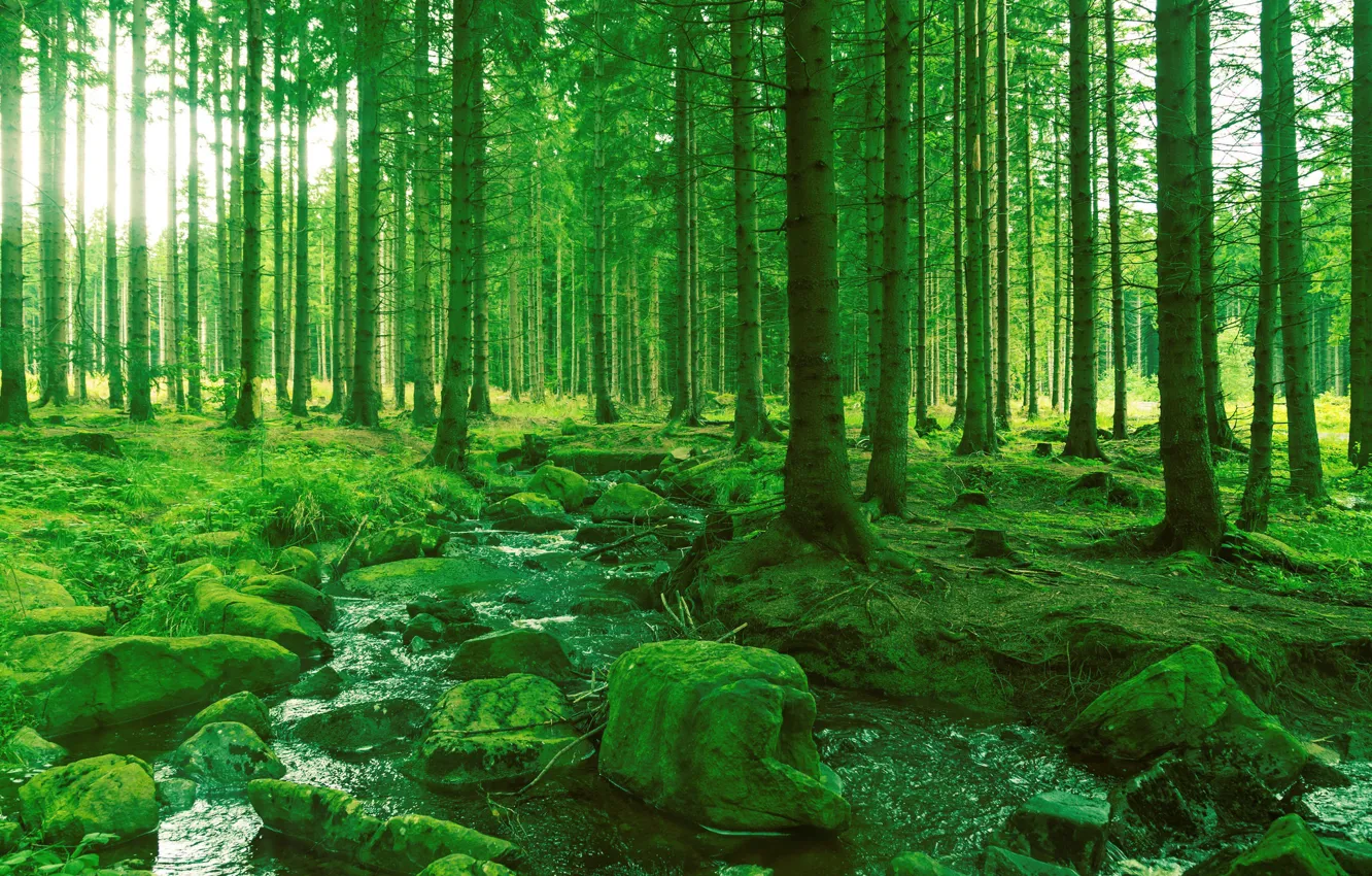 Photo wallpaper forest, trees, stream, stones, stream, stream, Rapids