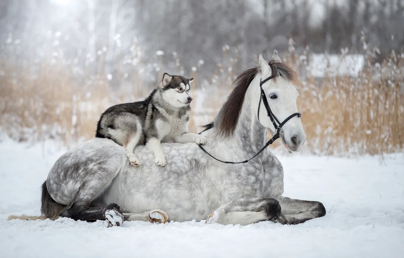 Photo wallpaper winter, snow, horse, dog, husky