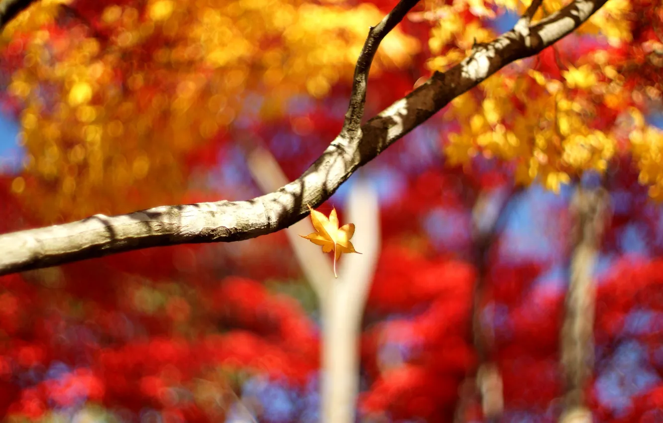 Photo wallpaper leaves, macro, trees, branches, background, Wallpaper, blur, leaf