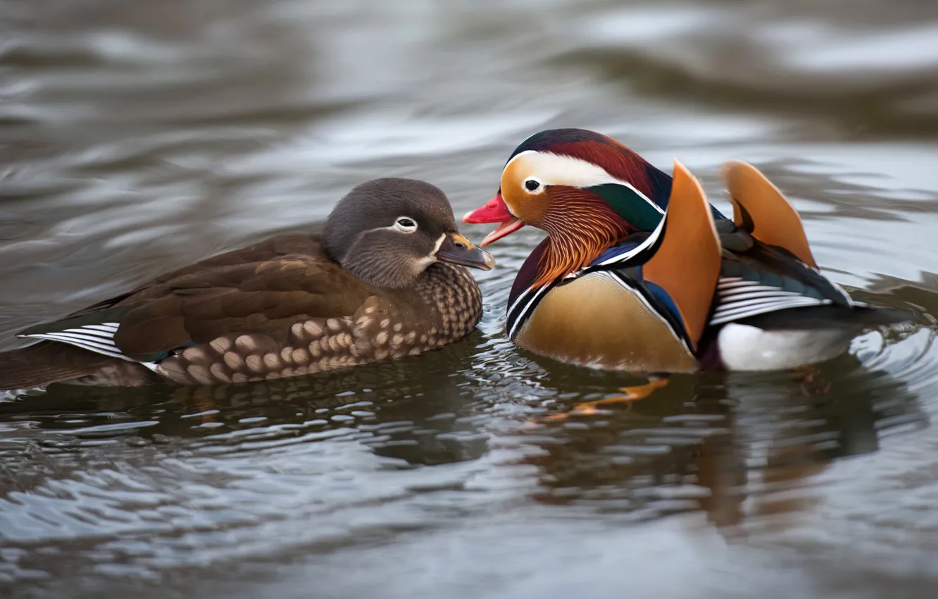 Photo wallpaper water, love, nature, pond, bird, duck, pair, lovers