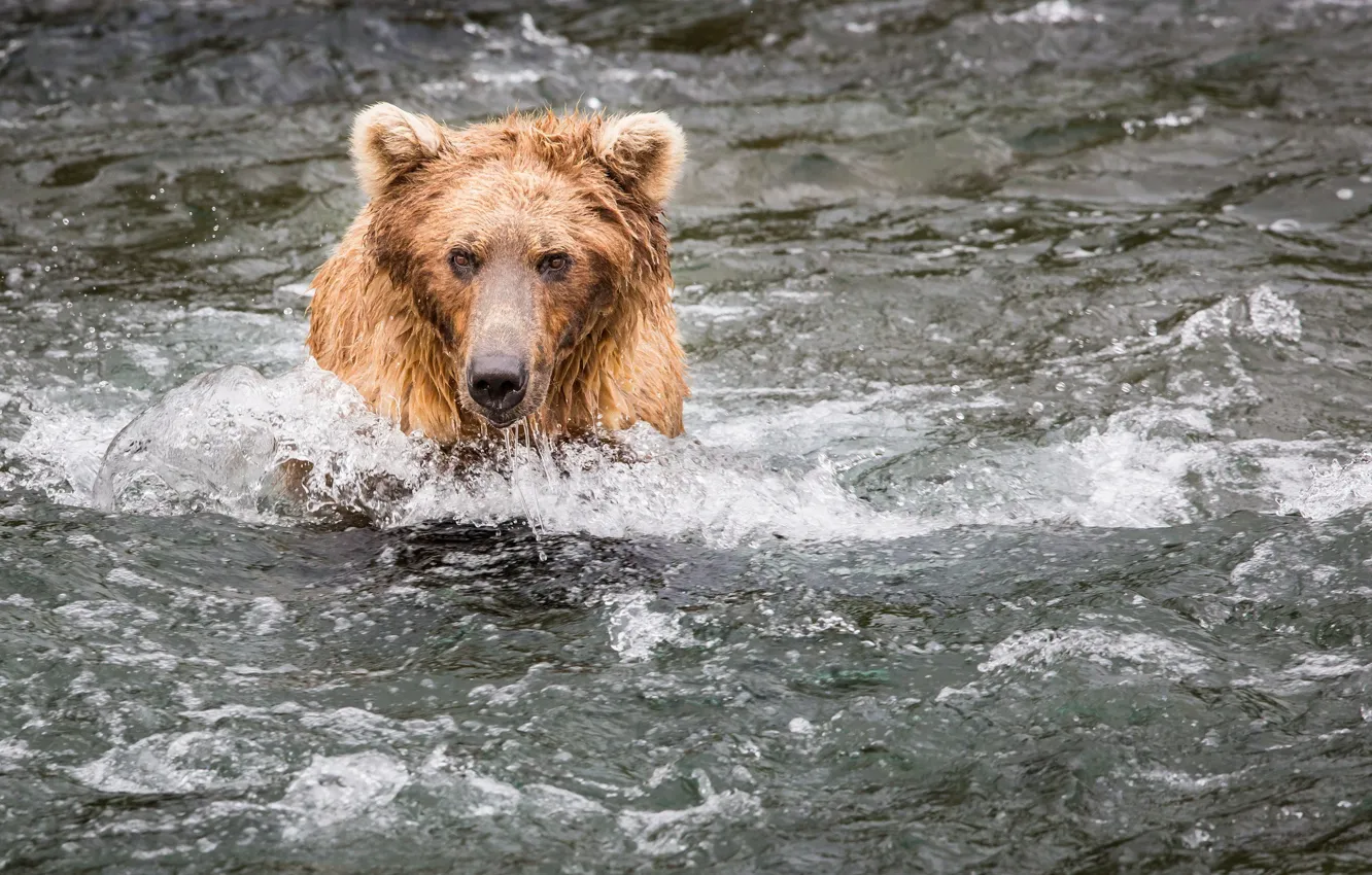 Photo wallpaper face, water, fishing, bear, grizzly