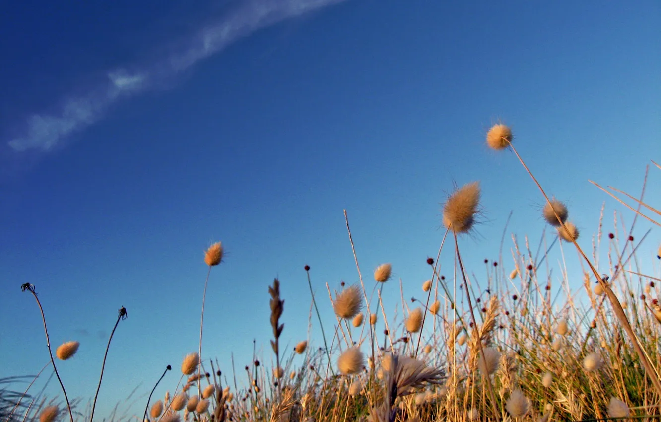 Photo wallpaper field, the sky, life