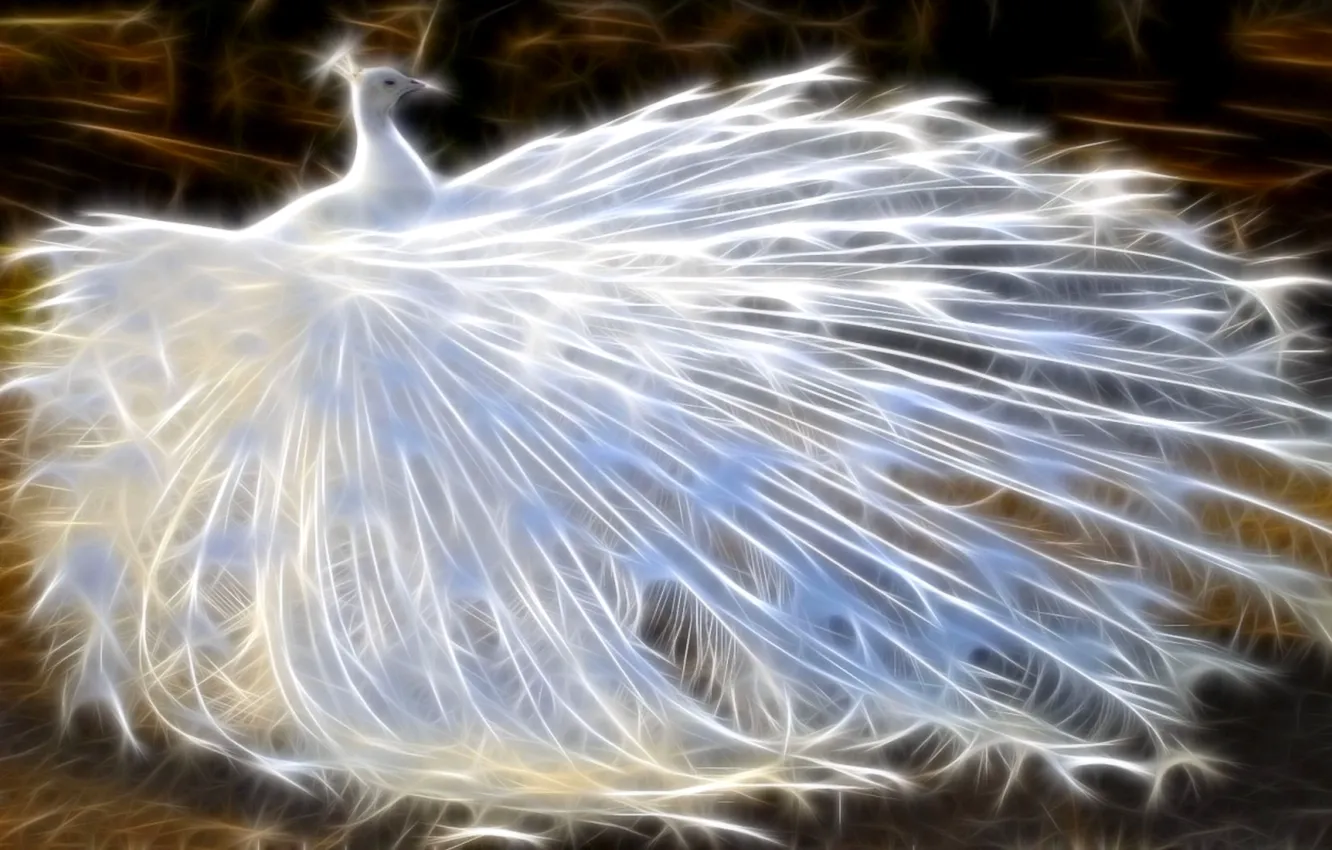 Photo wallpaper bird, art, peacock, bird, art, tail, albino, peacock