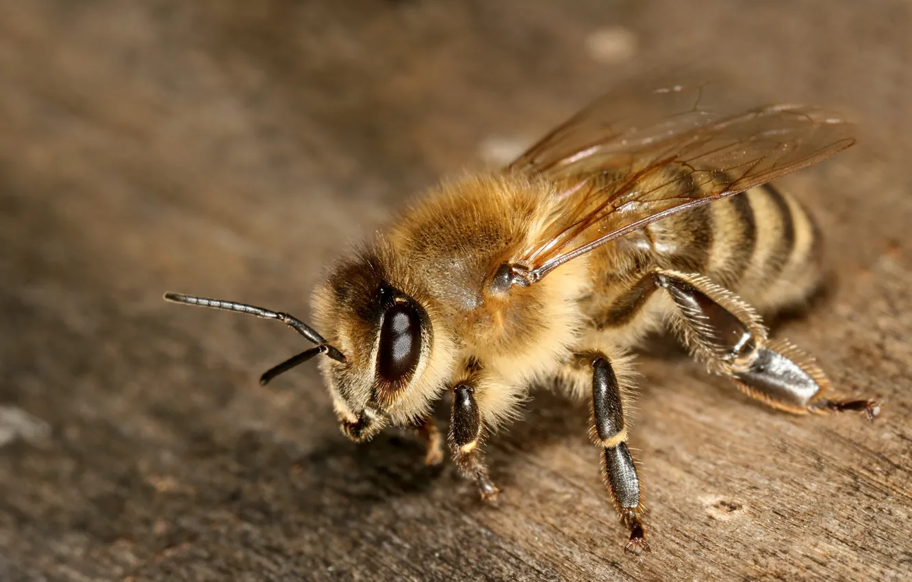 Photo wallpaper eyes, macro, bee, wings, legs, insect, antennae