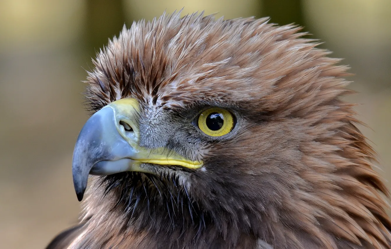 Photo wallpaper eyes, bird, predator, beak, eagle, tail