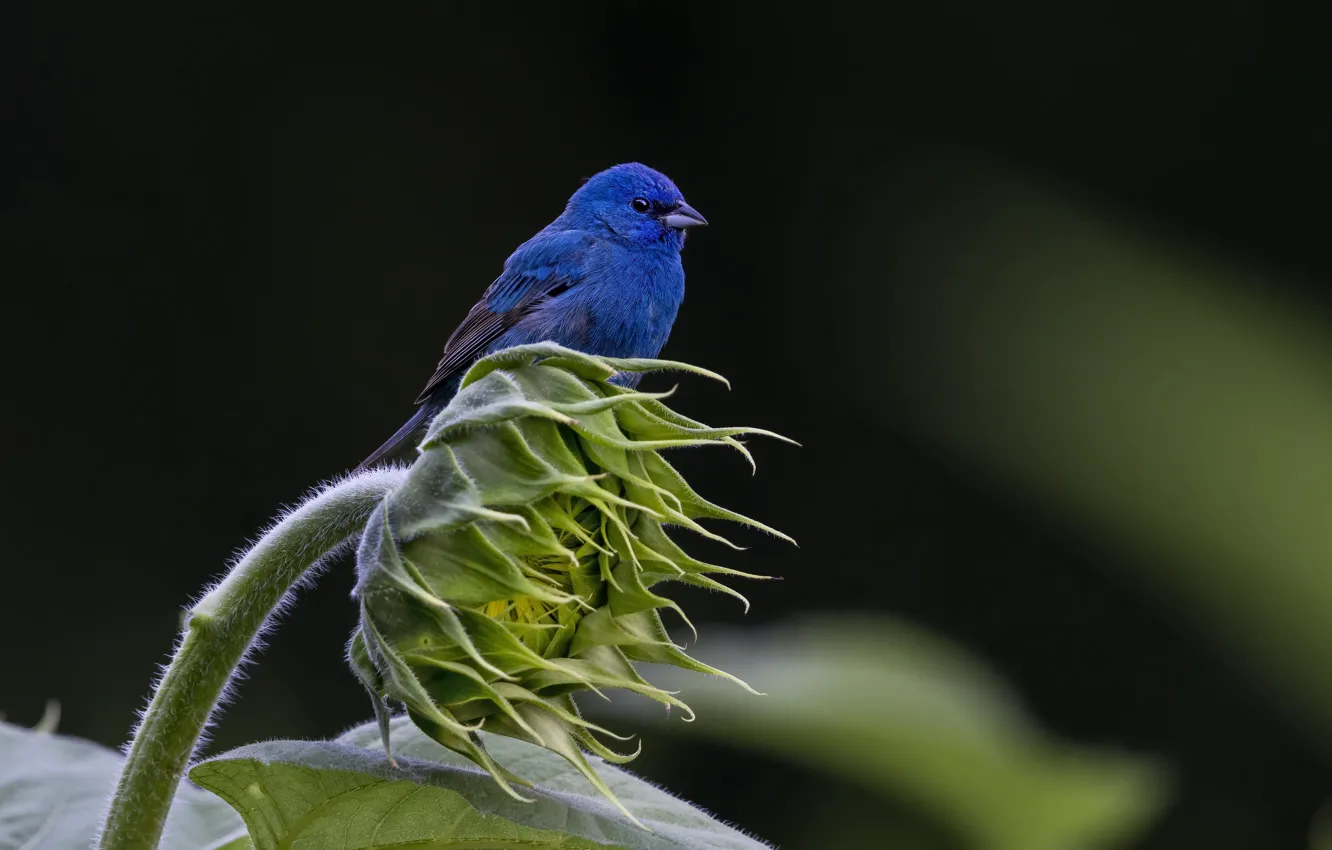 Photo wallpaper sunflowers, flowers, blue, the dark background, bird, Indigo sancopy cardinal