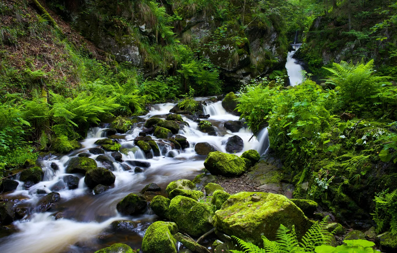 Photo wallpaper stream, stones, vegetation, Germany, gorge, river, Germany, Black Forest