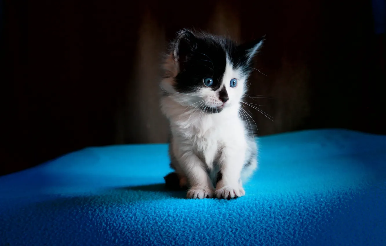 Photo wallpaper cat, look, background, blue, sweetheart, fluffy, small, blanket