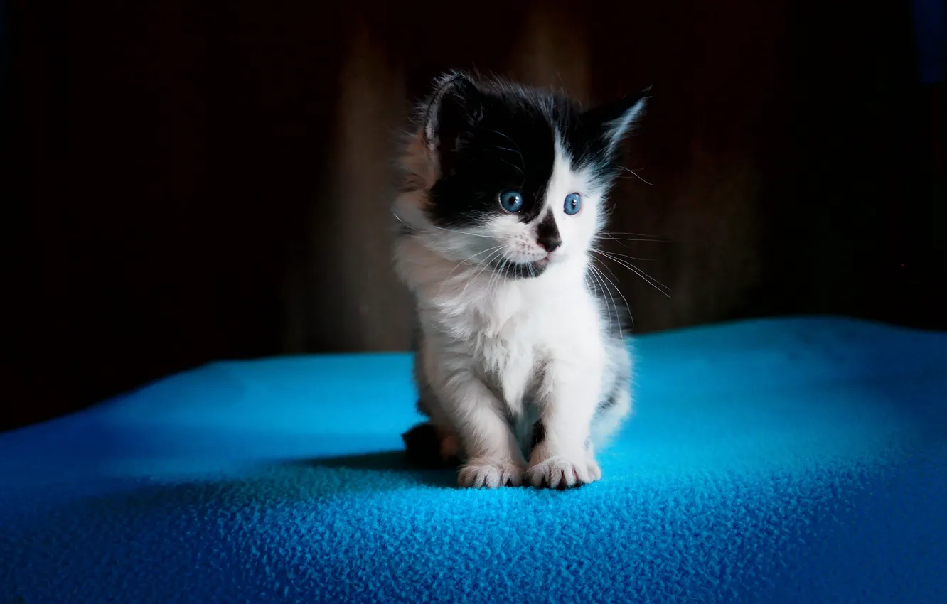 Photo wallpaper cat, look, kitty, background, blue, black and white, fluffy, small