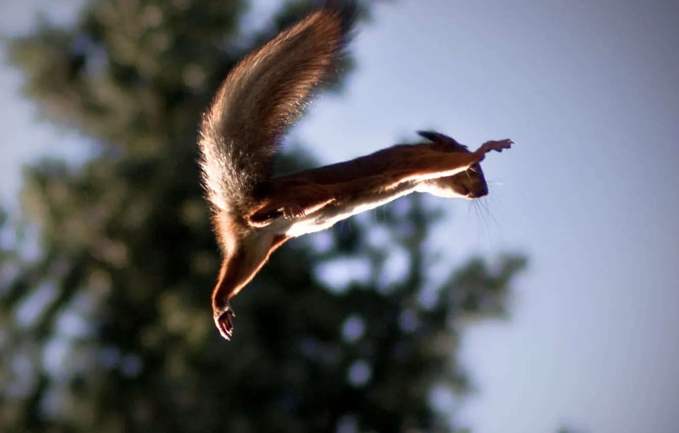 Photo wallpaper jump, protein, flight, Squirrel