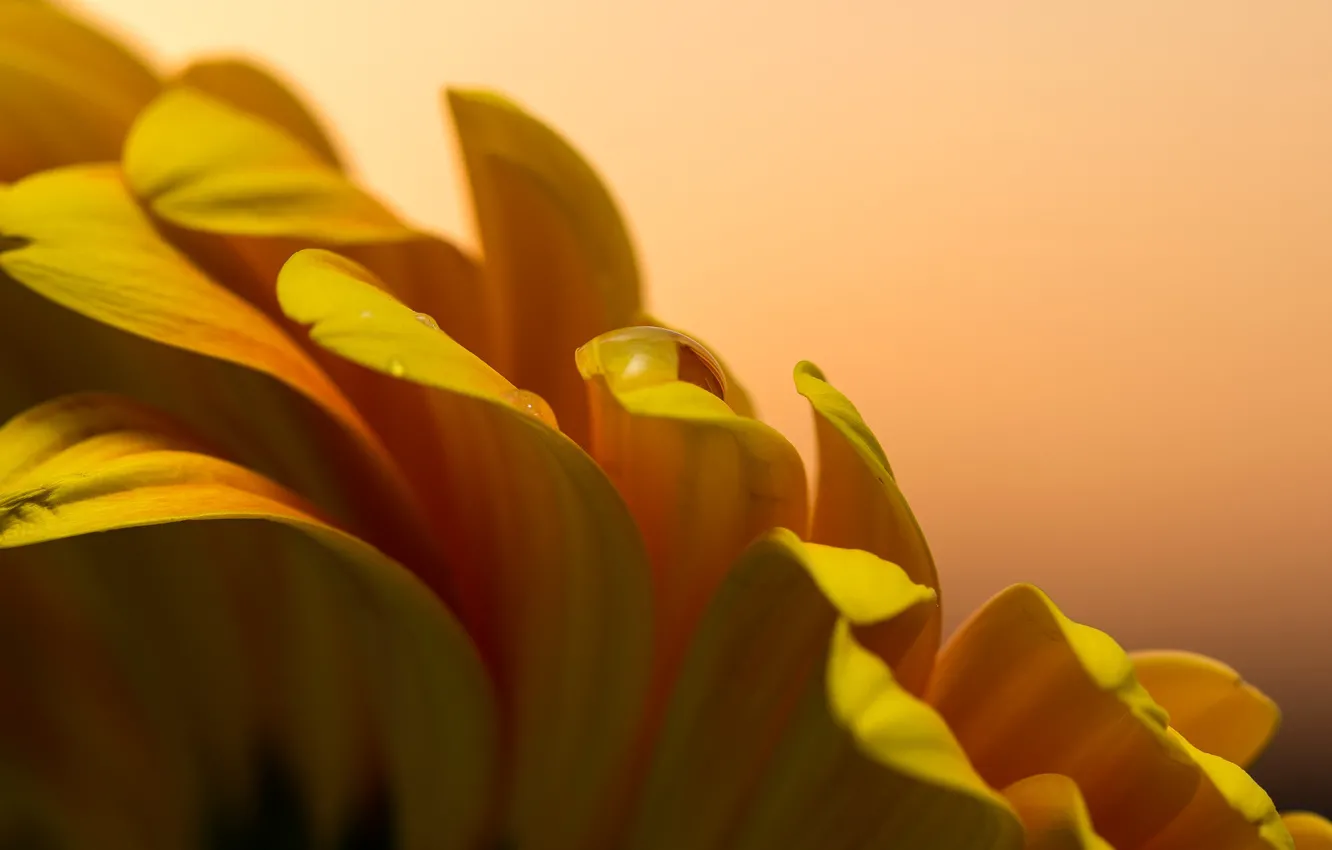 Photo wallpaper flowers, petals, gerbera