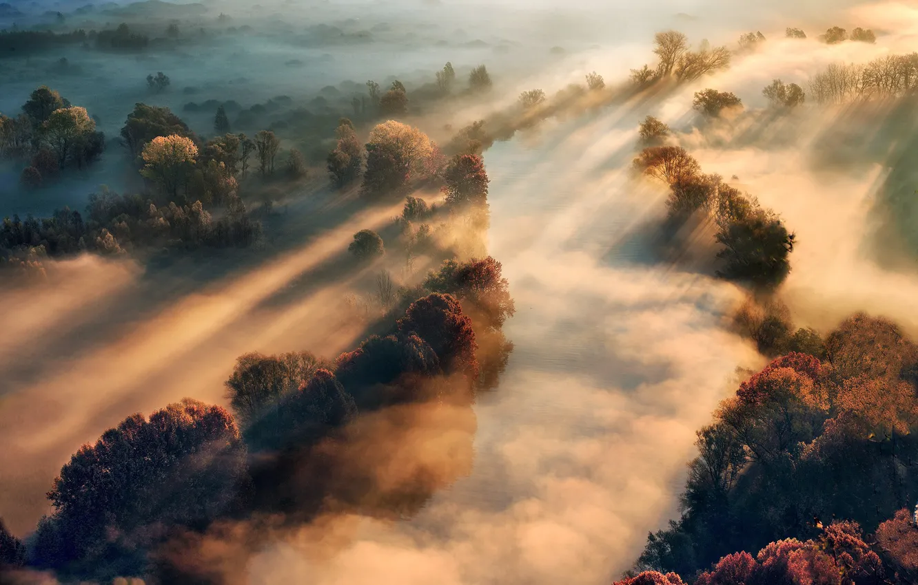 Photo wallpaper forest, rays, light, trees, fog, shadows