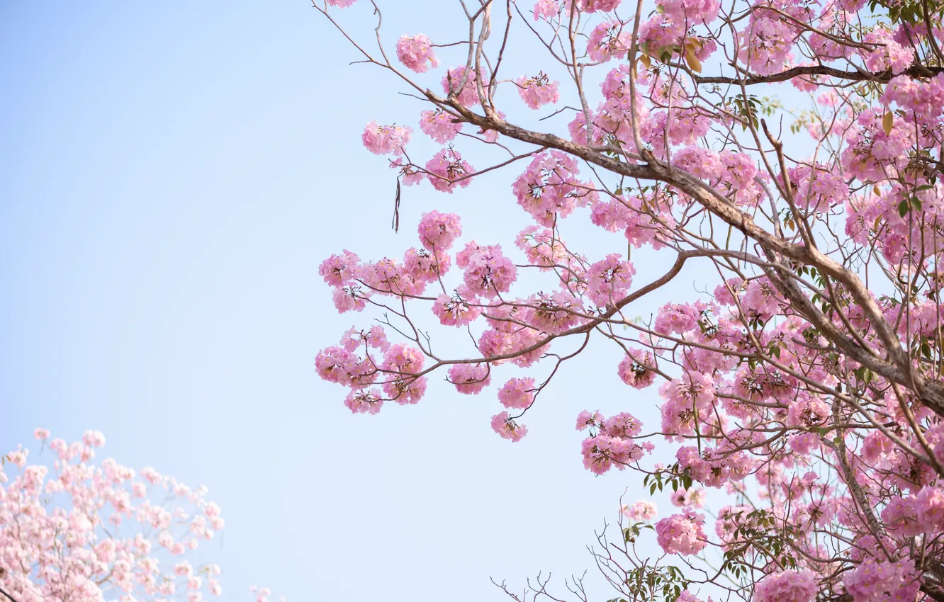Photo wallpaper flowers, branches, spring, pink, flowering, pink, blossom, flowers