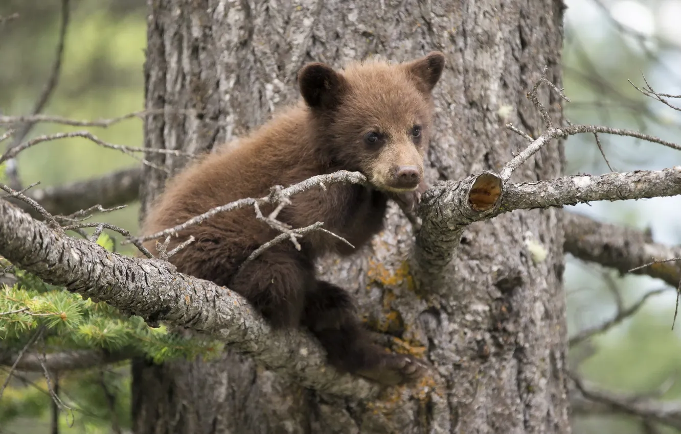 Photo wallpaper forest, nature, bear