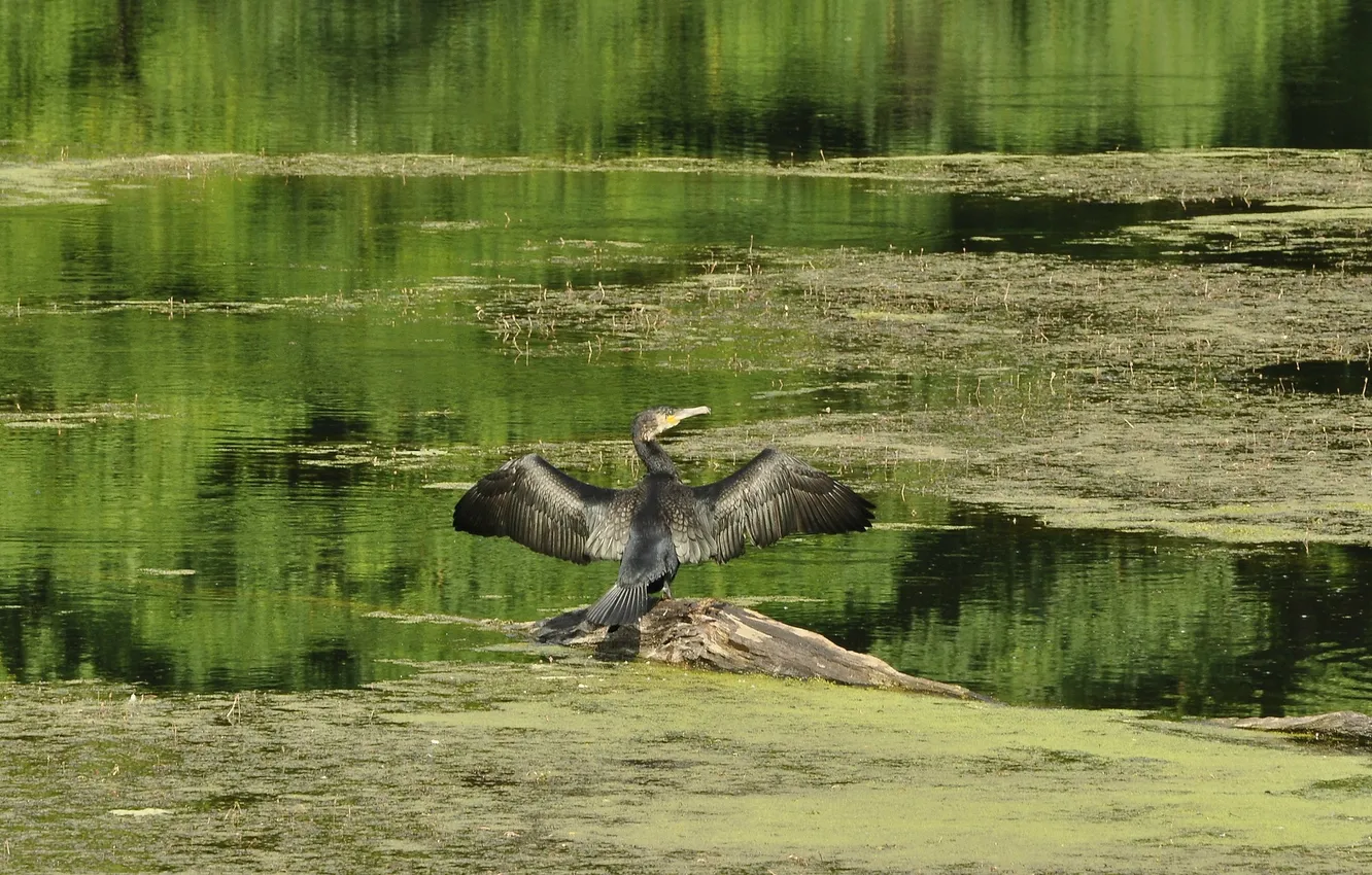 Photo wallpaper lake, pond, bird, wings, log, stroke, cormorant