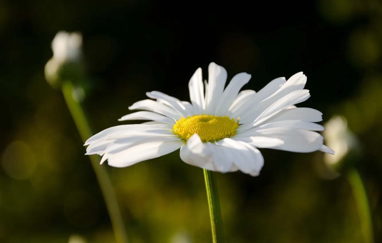 Photo wallpaper flowers, chamomile, petals