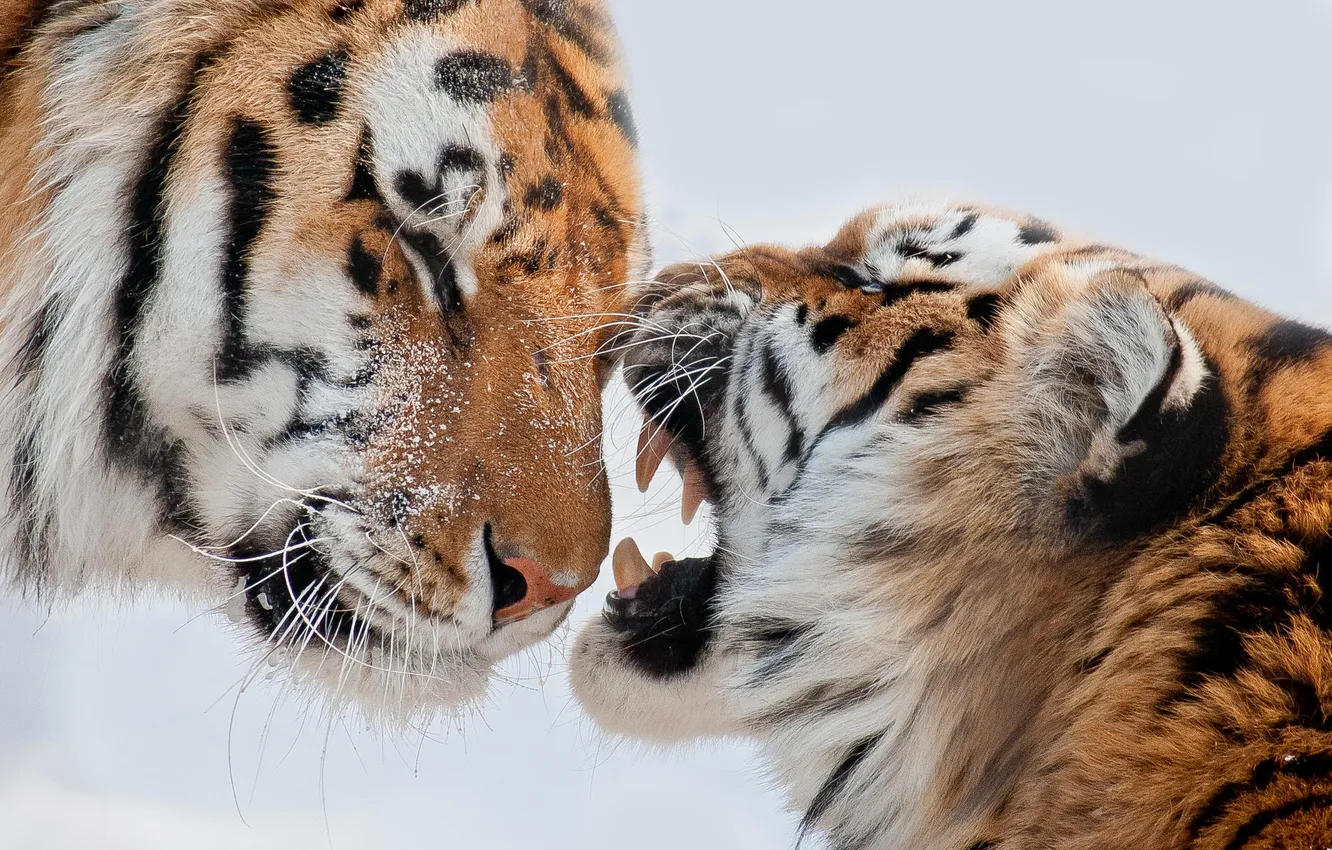 Photo wallpaper snow, tiger, mouth, pair, fangs