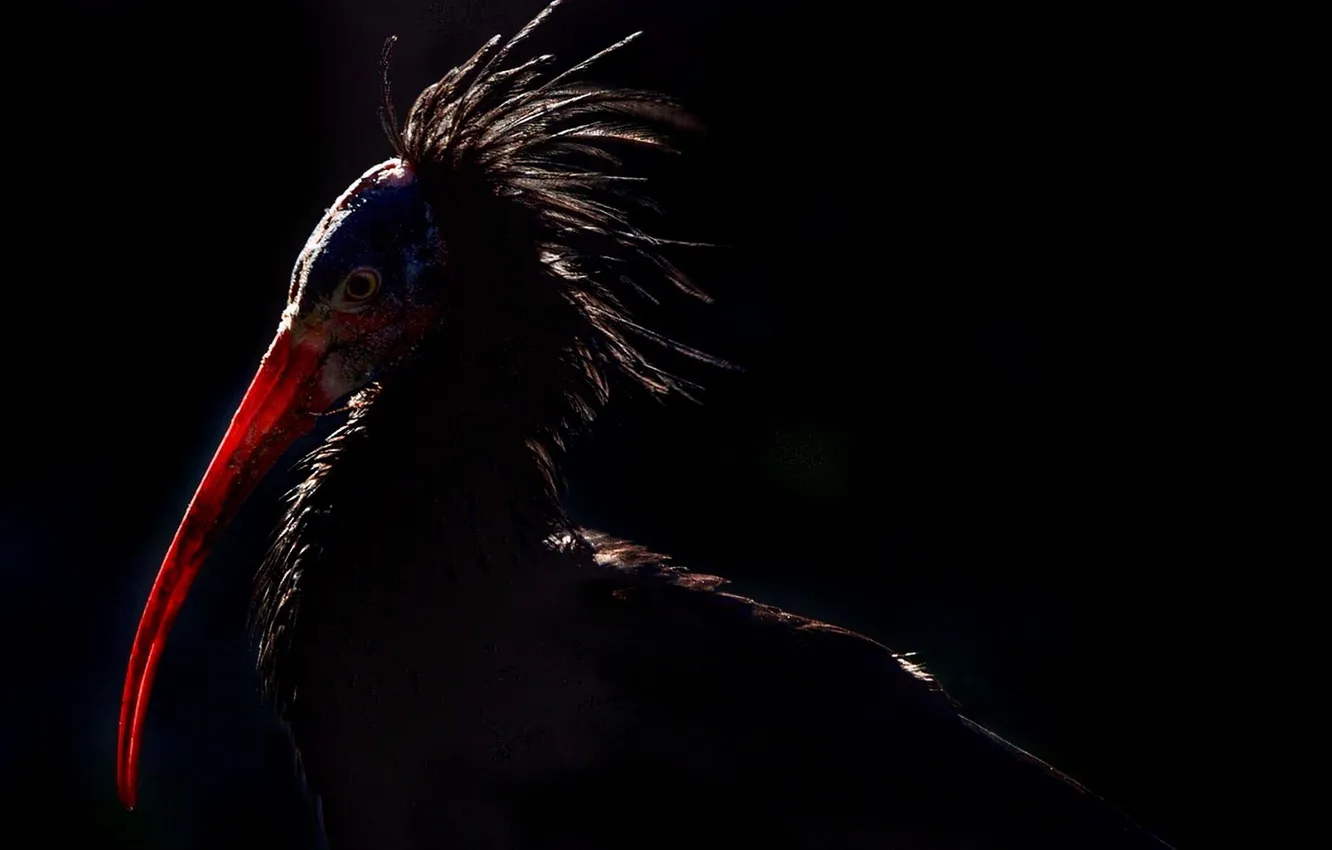 Photo wallpaper Geronticus eremita, Waldrapp, Ibis