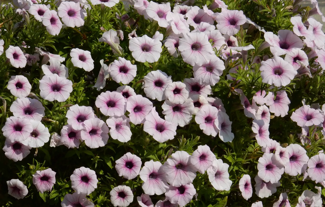 Photo wallpaper grass, flowers, widescreen, Wallpaper, wallpaper, widescreen, background, the Wallpapers