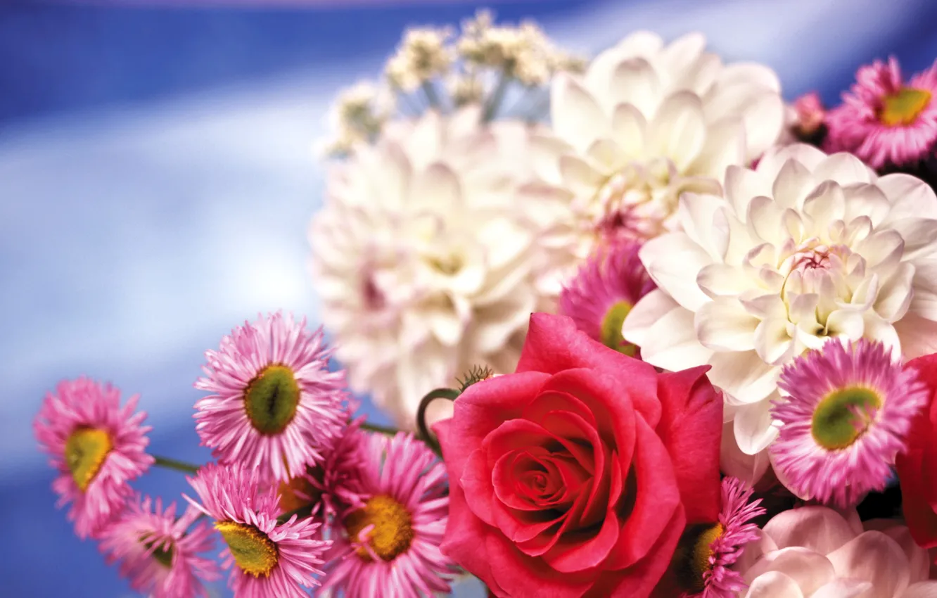 Photo wallpaper flowers, rose, chrysanthemum