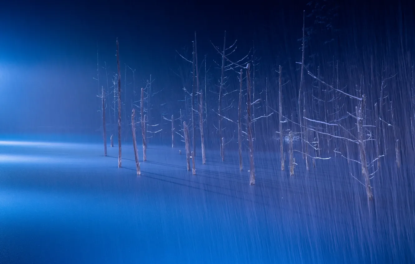 Photo wallpaper trees, night, rain