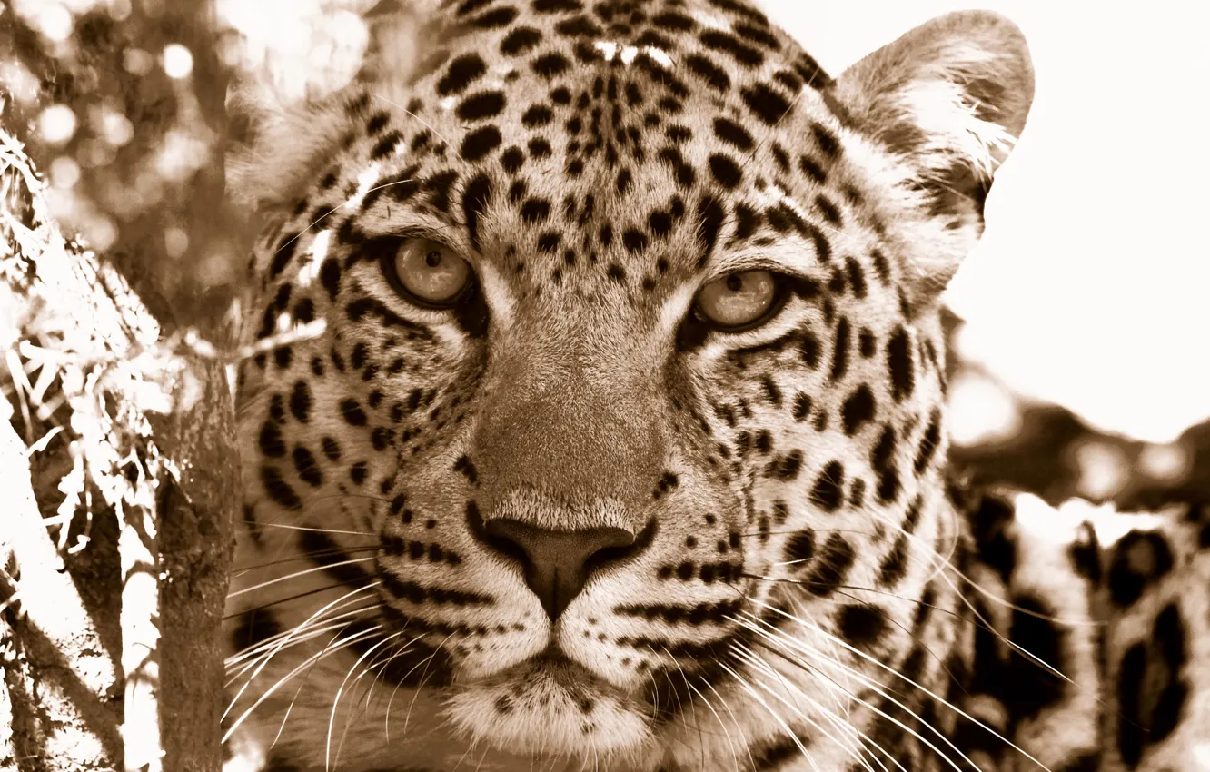 Photo wallpaper face, leopard, wild cats, muzzle predators