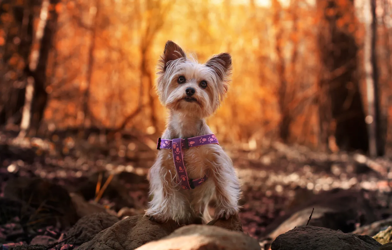 Photo wallpaper autumn, forest, look, light, nature, stones, dog, face