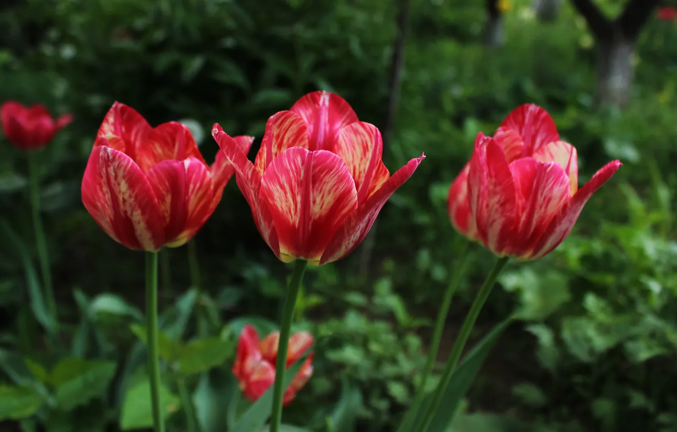 Photo wallpaper Spring, Spring, Bokeh, Bokeh, Red tulips, Red tulips