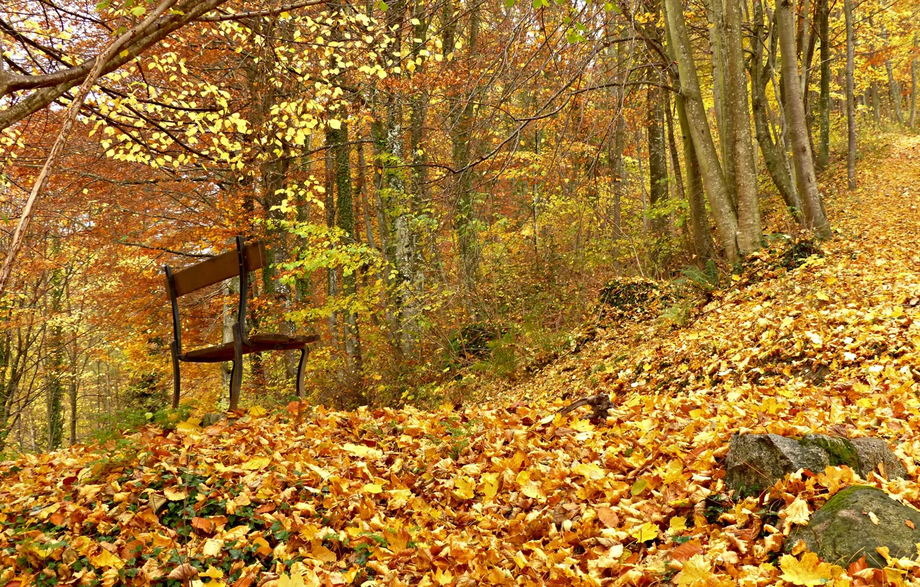 Photo wallpaper autumn, forest, bench, foliage