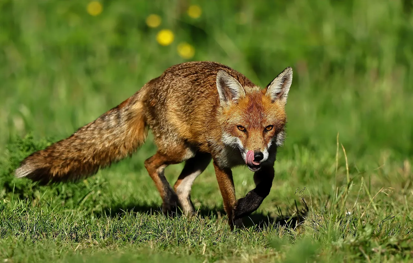 Photo wallpaper Fox, red, cheat