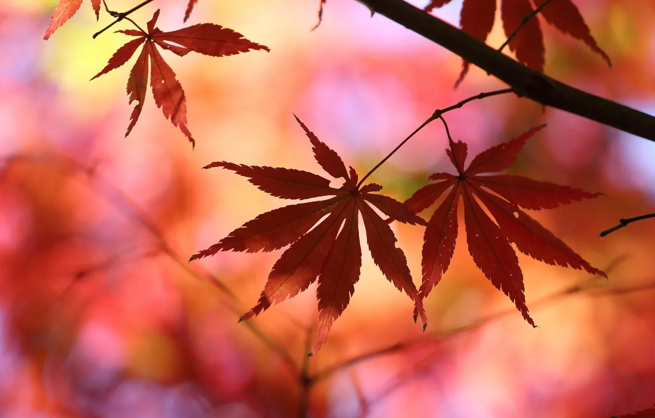 Photo wallpaper leaves, macro, trees, red, background, tree, Wallpaper, blur