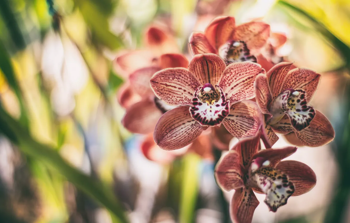 Photo wallpaper flowers, background, orchids, bokeh, motley