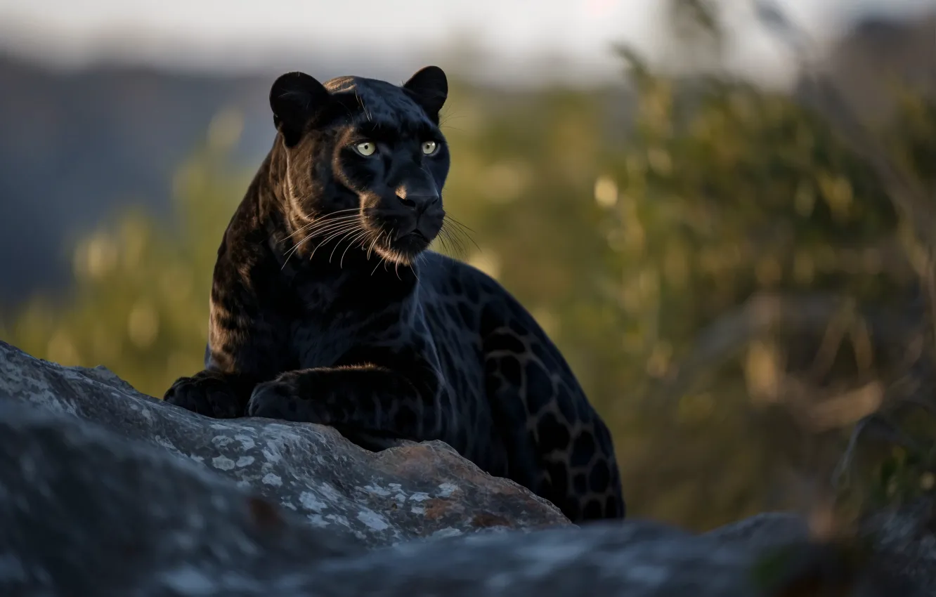 Photo wallpaper look, predator, Panther, big cat, digital art, AI art, The Art of Artificial Intelligence, neural …