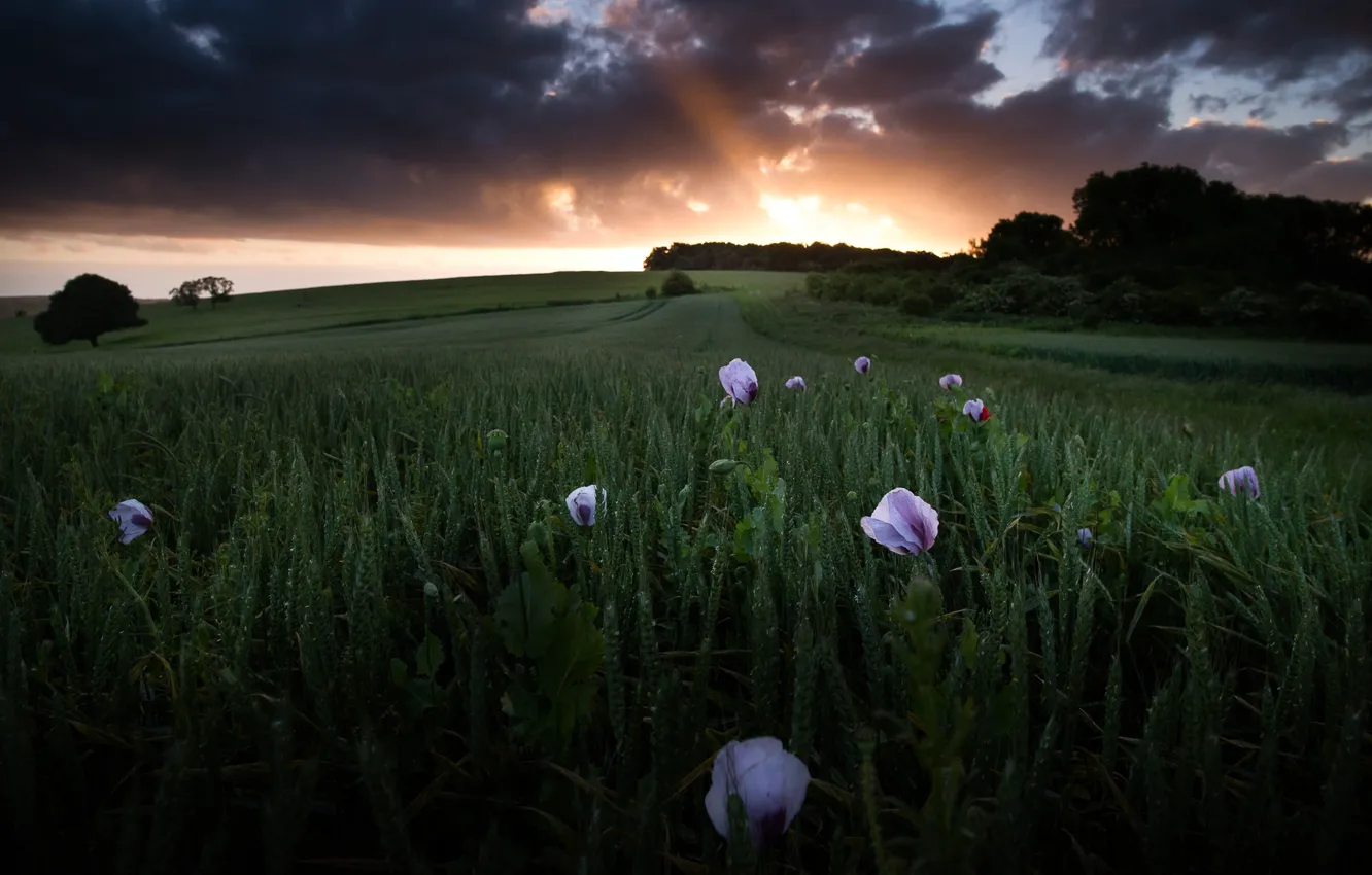 Photo wallpaper field, the sky, rays, trees, landscape, sunset, flowers, clouds