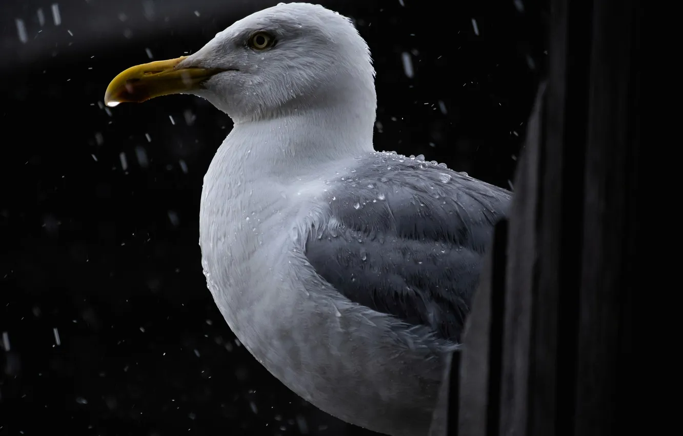 Photo wallpaper rain, bird, Seagull