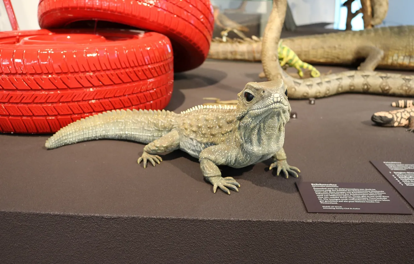 Photo wallpaper art, lizard, Tuatara_V2, Tan Bi