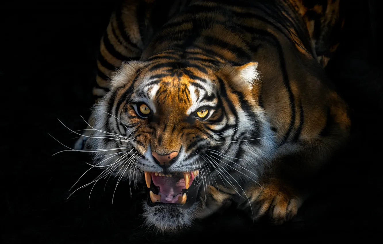 Photo wallpaper face, tiger, black background