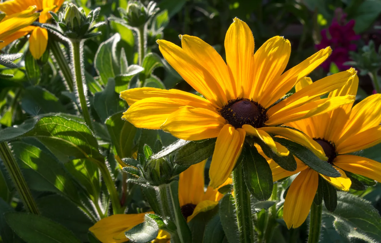 Photo wallpaper macro, flowers, yellow, garden, rudbeckia